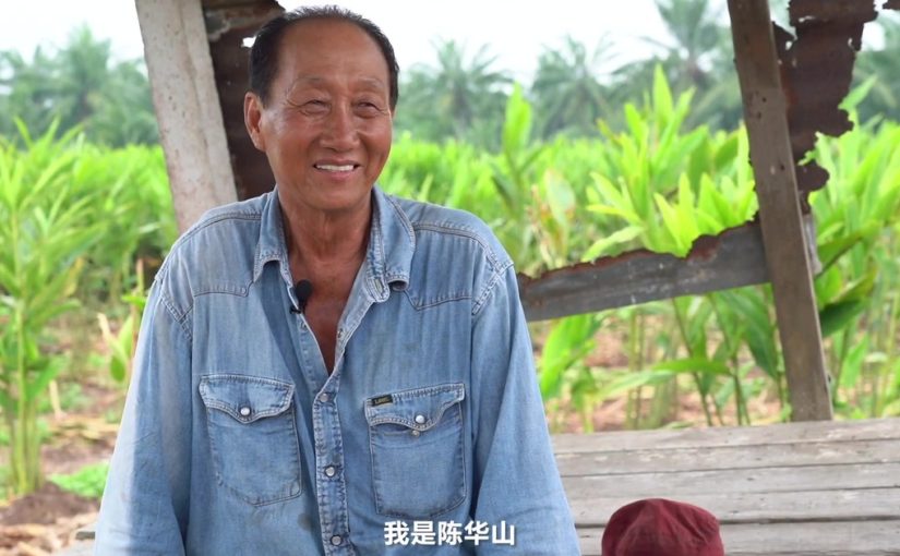 万津的姜